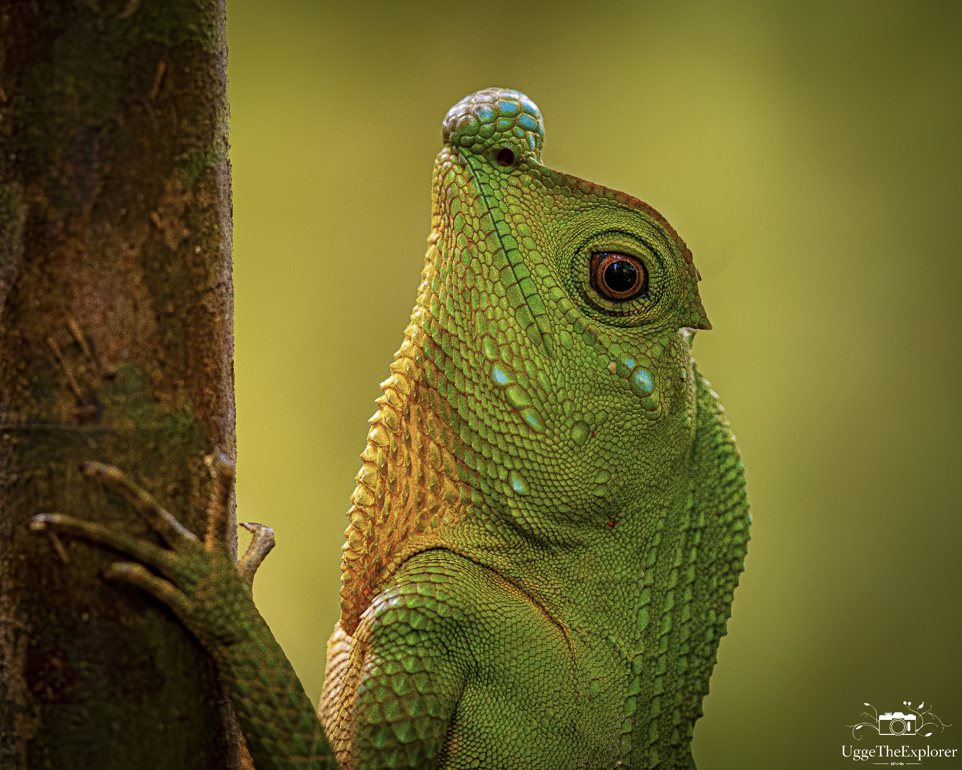 "Guardian of the Canopy"