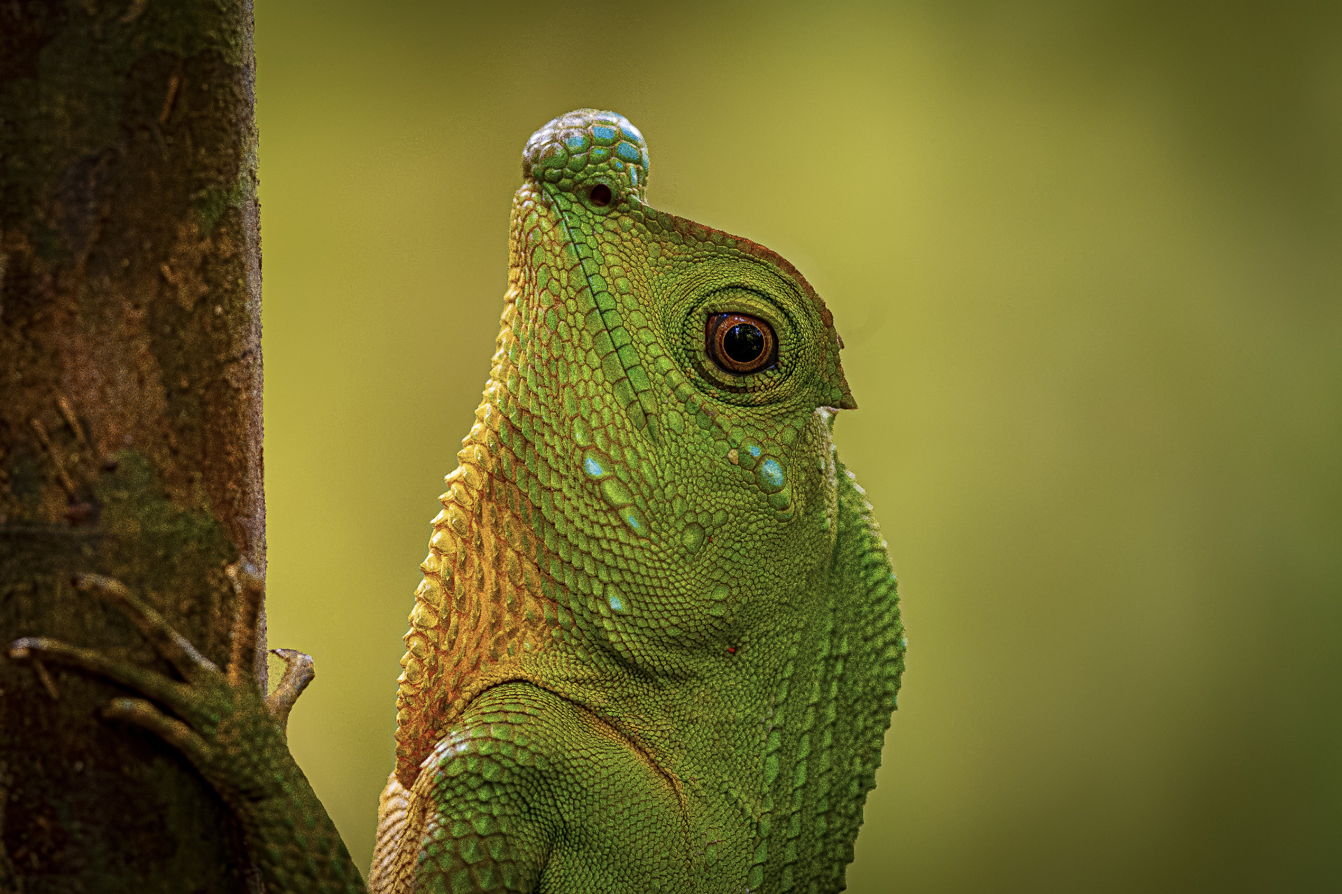 Guardian of the Canopy